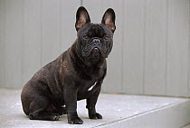 French Bulldog (Canis familiaris) brindle adult sitting on step