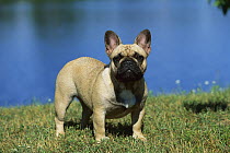 French Bulldog (Canis familiaris) portrait in grass near water