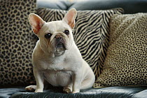 French Bulldog (Canis familiaris) sitting on couch