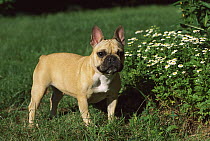French Bulldog (Canis familiaris) female standing beside flowers