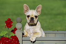 French Bulldog (Canis familiaris) puppy