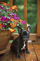 French Bulldog (Canis familiaris) black and white puppy sitting on deck with Impatiens flowers