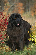 Newfoundland (Canis familiaris) black adult, portrait in fall