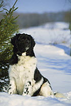 Newfoundland (Canis familiaris) white and black, portrait in snow, winter