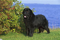 Newfoundland (Canis familiaris) black adult, portrait on lawn