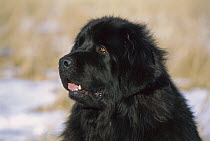 Newfoundland (Canis familiaris) black adult portrait