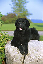 Newfoundland (Canis familiaris) black adult portrait laying on rock