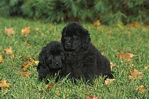 Newfoundland (Canis familiaris) pair of black puppies on lawn