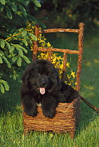 Newfoundland (Canis familiaris) black puppy in basket
