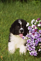 Newfoundland (Canis familiaris) black/white puppy on lawn beside Pansies