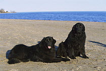 Newfoundland (Canis familiaris) two black adults sitting on beach