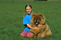 Chow Chow (Canis familiaris) young girl hugging red dog