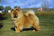 Chow Chow (Canis familiaris) adult, portrait on lawn