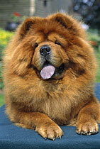 Chow Chow (Canis familiaris) close-up of red adult panting