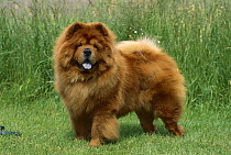 Chow Chow (Canis familiaris) red adult on lawn