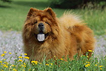 Chow Chow (Canis familiaris) red adult portrait panting