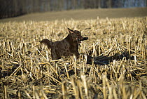Flat-coated Retriever (Canis familiaris) retrieving bumper in harvested corn field