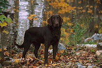 Flat-coated Retriever (Canis familiaris) portrait in fall
