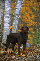 Flat-coated Retriever (Canis familiaris) portrait fall