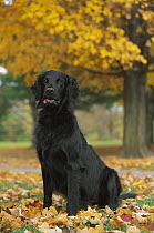 Flat-coated Retriever (Canis familiaris) sitting in fall leaves