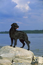 Flat-coated Retriever (Canis familiaris) black female portrait on rock at beach
