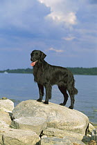 Flat-coated Retriever (Canis familiaris) black female, portrait on rock at beach
