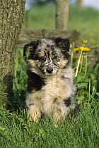 Australian Shepherd (Canis familiaris) puppy sitting in grass