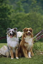 Australian Shepherd (Canis familiaris) pair sitting in grass