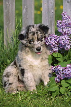 Australian Shepherd (Canis familiaris) portrait of puppy beside lilacs
