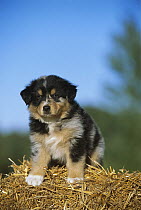Australian Shepherd (Canis familiaris) portrait of puppy on hay bale