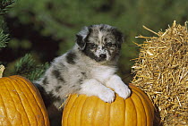 Australian Shepherd (Canis familiaris) portrait of puppy on pumpkin