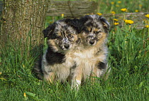 Australian Shepherd (Canis familiaris) two puppies sitting in grass