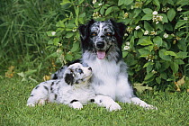Australian Shepherd (Canis familiaris) mother and puppy laying on grass
