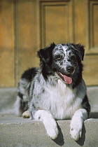 Australian Shepherd (Canis familiaris) laying on step with open mouth