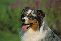 Australian Shepherd (Canis familiaris) portrait of panting adult