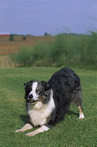Australian Shepherd (Canis familiaris) with blue eyes, bowing