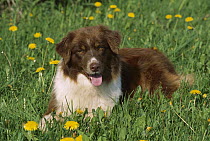 Australian Shepherd (Canis familiaris) laying in grass with dandelions