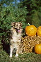 Australian Shepherd (Canis familiaris) sitting in grass in front of hay bales and pumpkins