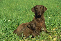 Chesapeake Bay Retriever (Canis familiaris) mother and puppy laying in grass