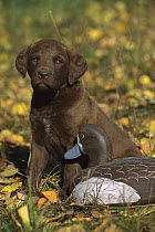 Chesapeake Bay Retriever (Canis familiaris) puppy with duck decoy, fall