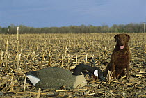 Chesapeake Bay Retriever (Canis familiaris) with goose decoy before hunt