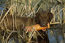 Chesapeake Bay Retriever (Canis familiaris) in wetland with bumper during training exercise