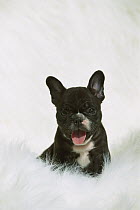 French Bulldog (Canis familiaris) puppy on white furry cloth