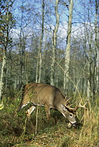 White-tailed Deer (Odocoileus virginianus) big buck tracking female scent