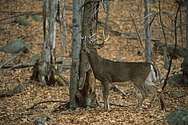 White-tailed Deer (Odocoileus virginianus) buck branch-licking in forest