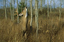 White-tailed Deer (Odocoileus virginianus) mature buck branch licking
