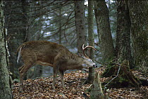 White-tailed Deer (Odocoileus virginianus) buck rubbing antlers against tree in forest, scent marking