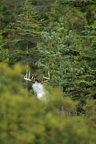 White-tailed Deer (Odocoileus virginianus) big mature buck fleeing into cedars showing underside of white tail