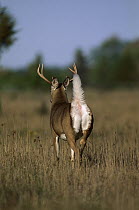 White-tailed Deer (Odocoileus virginianus) buck fleeing with white tail raised