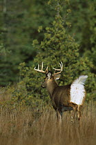 White-tailed Deer (Odocoileus virginianus) mature buck fleeing showing underside of white tail